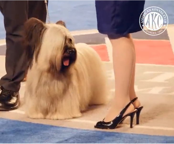 AKC National Championship 2014 Winner: Charlie the Skye Terrier